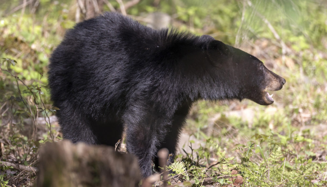 Bear Expert Confirms Men Are Bigger Threats To Woman