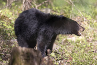 Bear Expert Confirms Men Are Bigger Threats To Woman