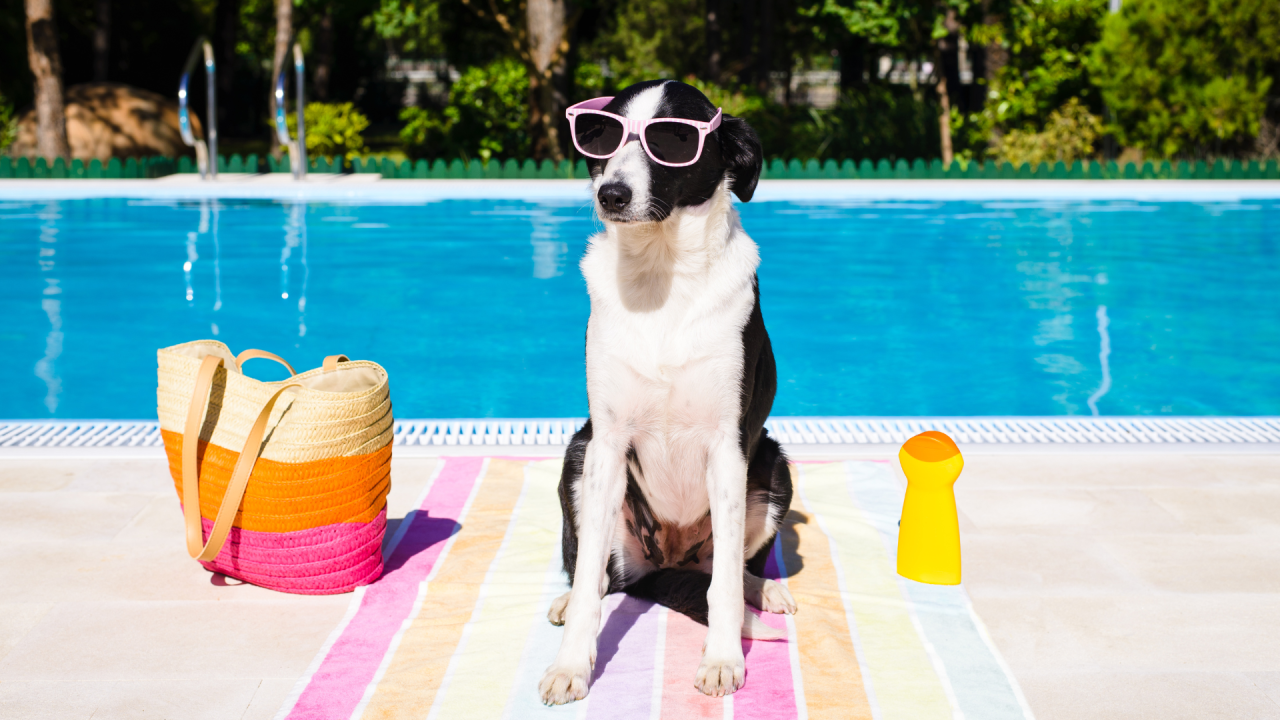 A dog sits by the pool with sunglasses on.