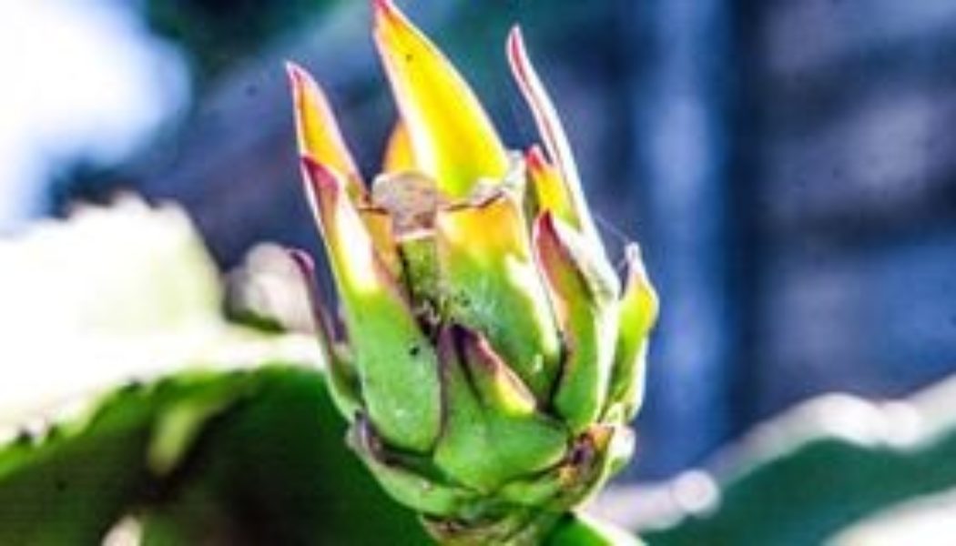 Dragon fruit farmers reap prosperity