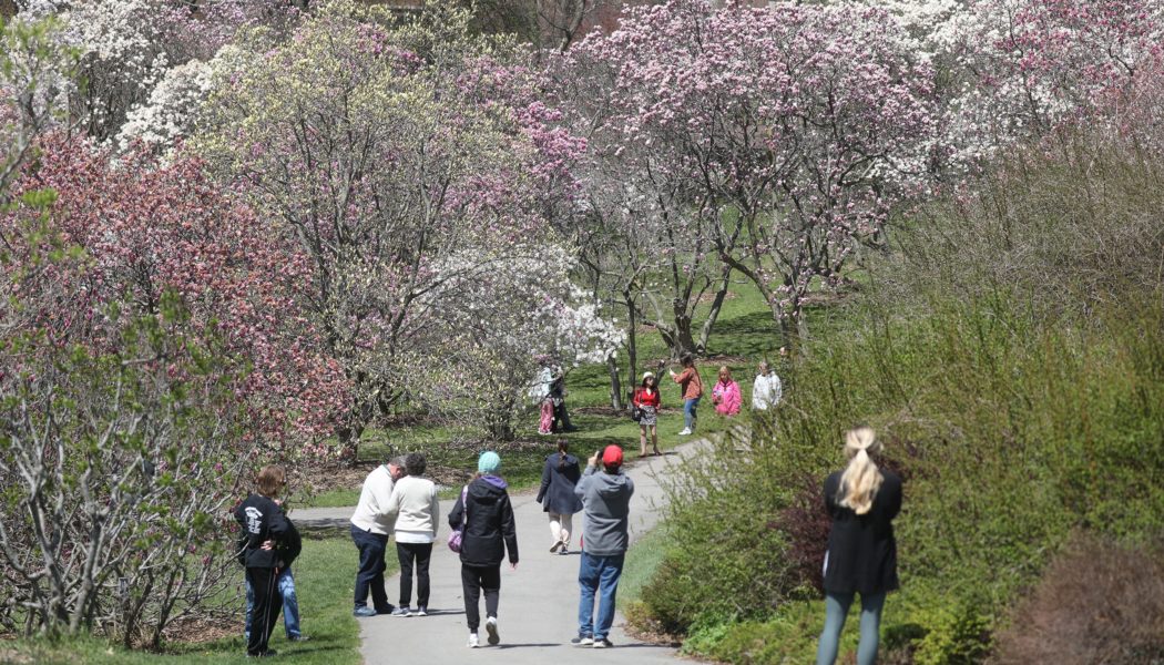 Lilac Festival 2024: Parking, music and what's new this year