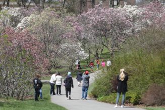 Lilac Festival 2024: Parking, music and what's new this year