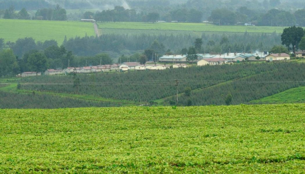 Sri Lanka’s Browns acquires Lipton tea estates in Kenya, Rwanda and Tanzania