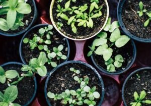 A bunch of herbs in small dirt pots, including oregano, thyme, basil