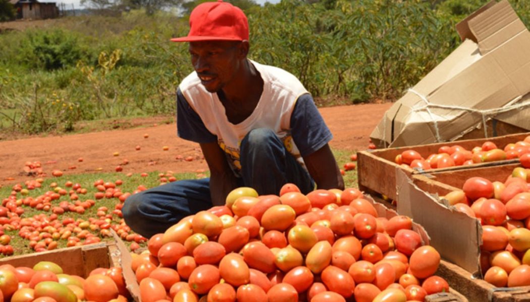 Tomatoes surge to rival egg prices after rains destroy crop