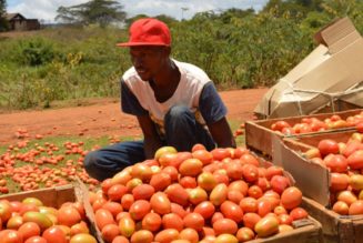 Tomatoes surge to rival egg prices after rains destroy crop