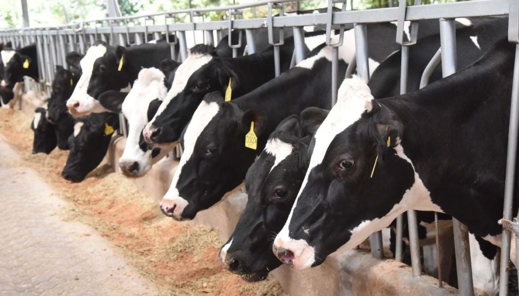 How paper taxes will hurt Kenya’s dairy sector