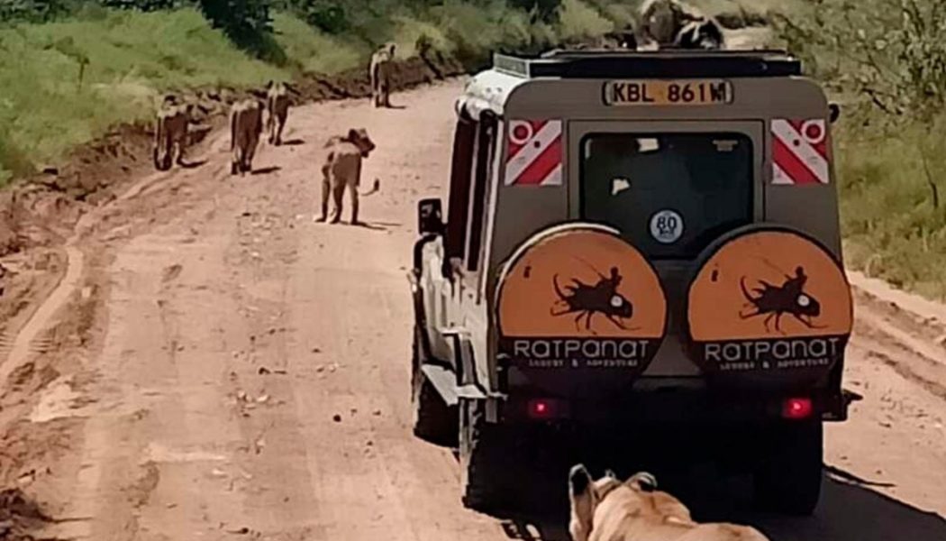 Narok bans private cars from world-famous Maasai Mara