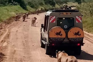 Narok bans private cars from world-famous Maasai Mara