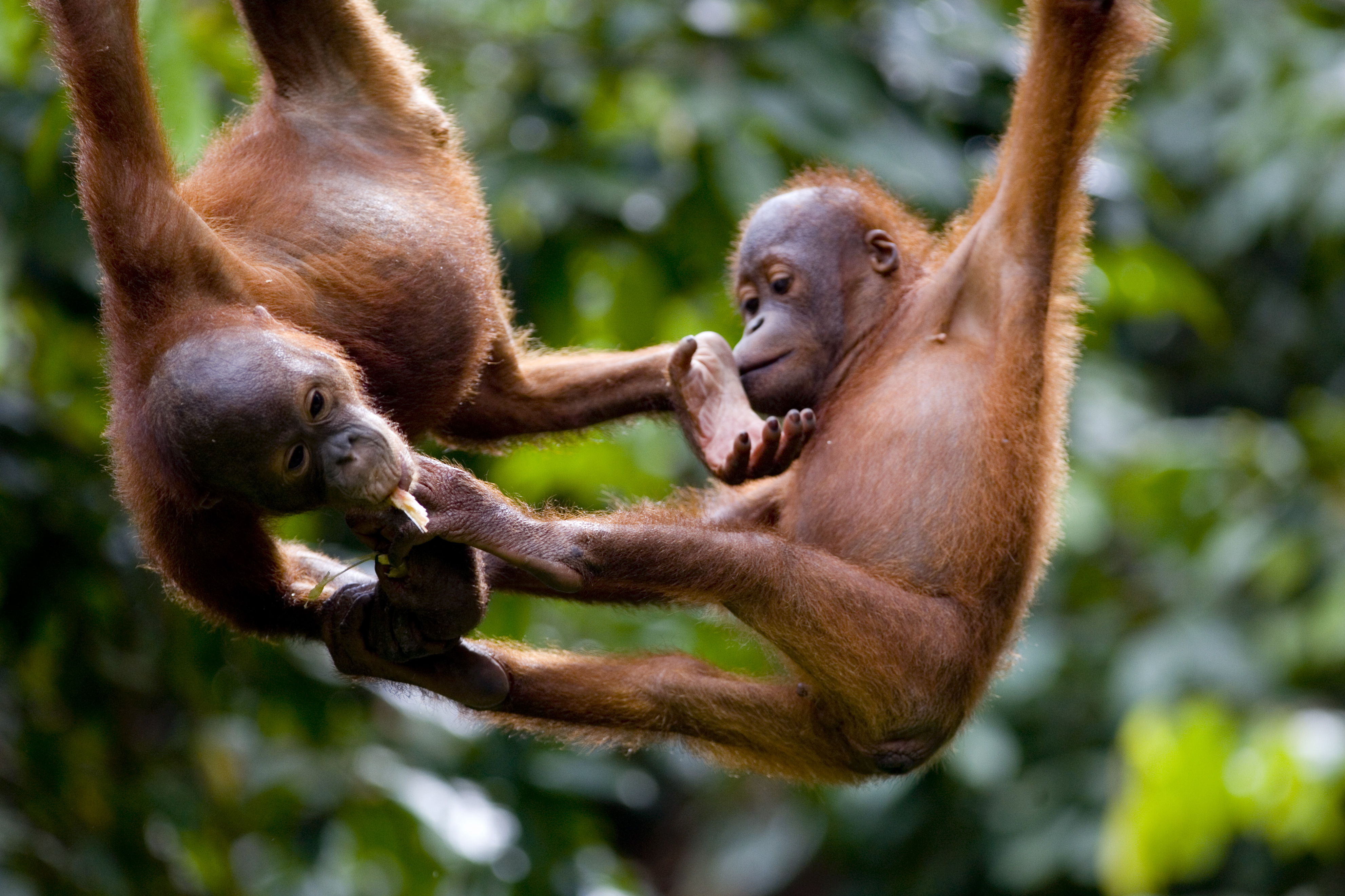 orangutans playing