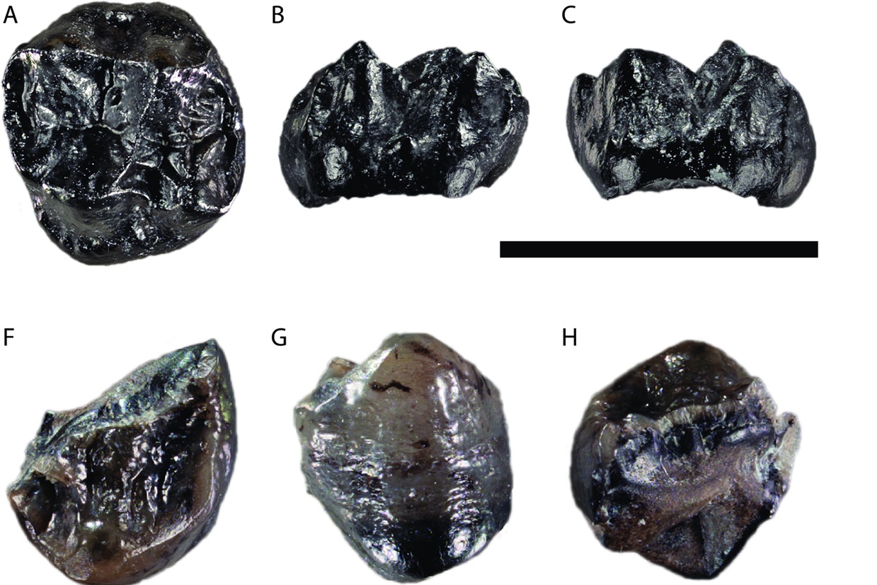 Fossils of the great ape Buronius manfredschmidi