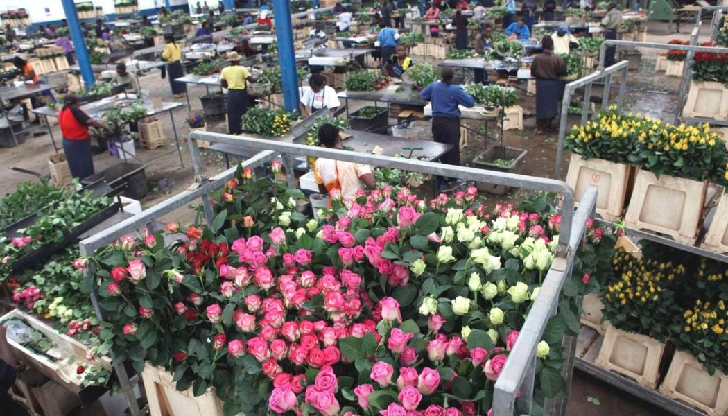 Why Kenya has lost its lucrative exports market share