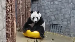 Popo-Panda reibt Gesäß im Gehege - die Zuschauer freut's Flausche-Hintern in die Höh!