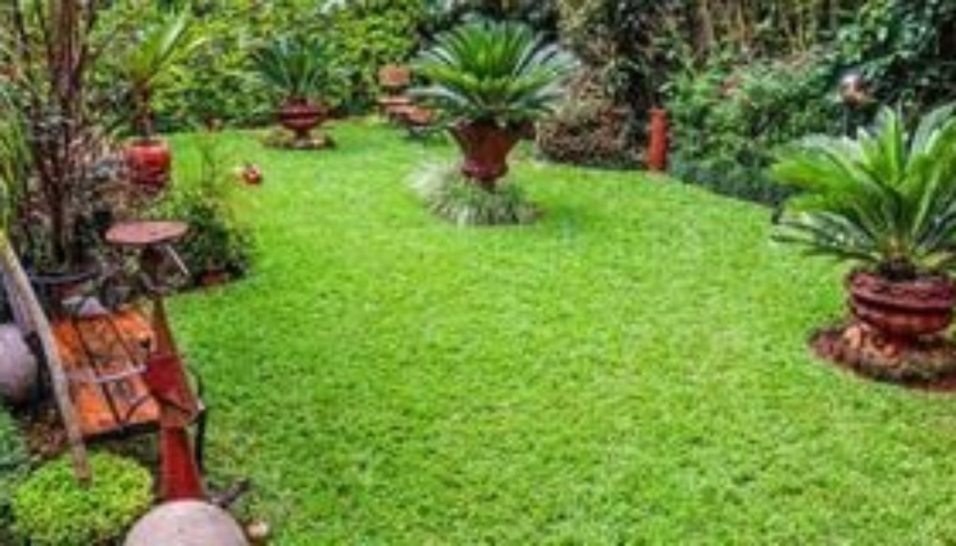 'How I transformed my city home with Zimbabwe grass'