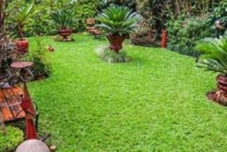 'How I transformed my city home with Zimbabwe grass'