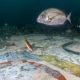 Lavish Seafloor Mosaics Discovered off Coast of Naples