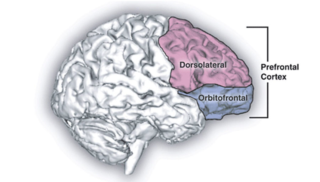 Music composers have more efficient neural pathways in specific brain regions, study finds