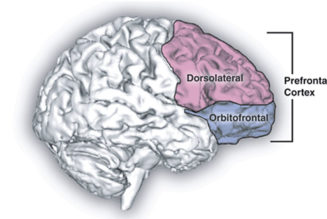 Music composers have more efficient neural pathways in specific brain regions, study finds