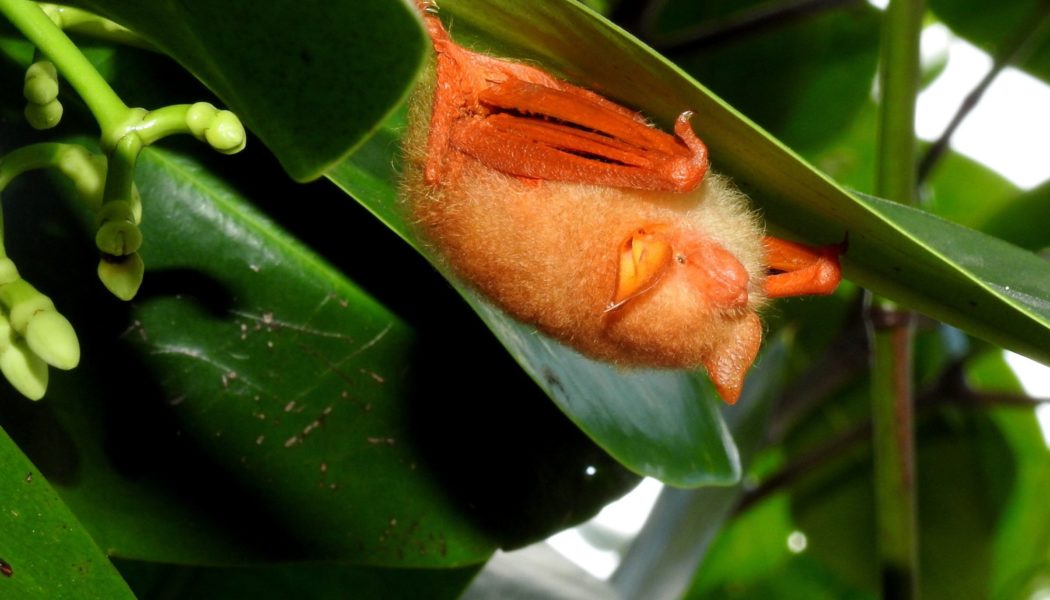 Please stop buying taxidermied bats online