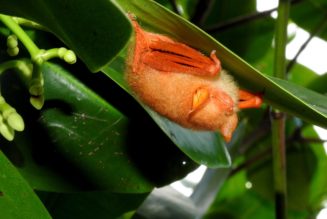 Please stop buying taxidermied bats online