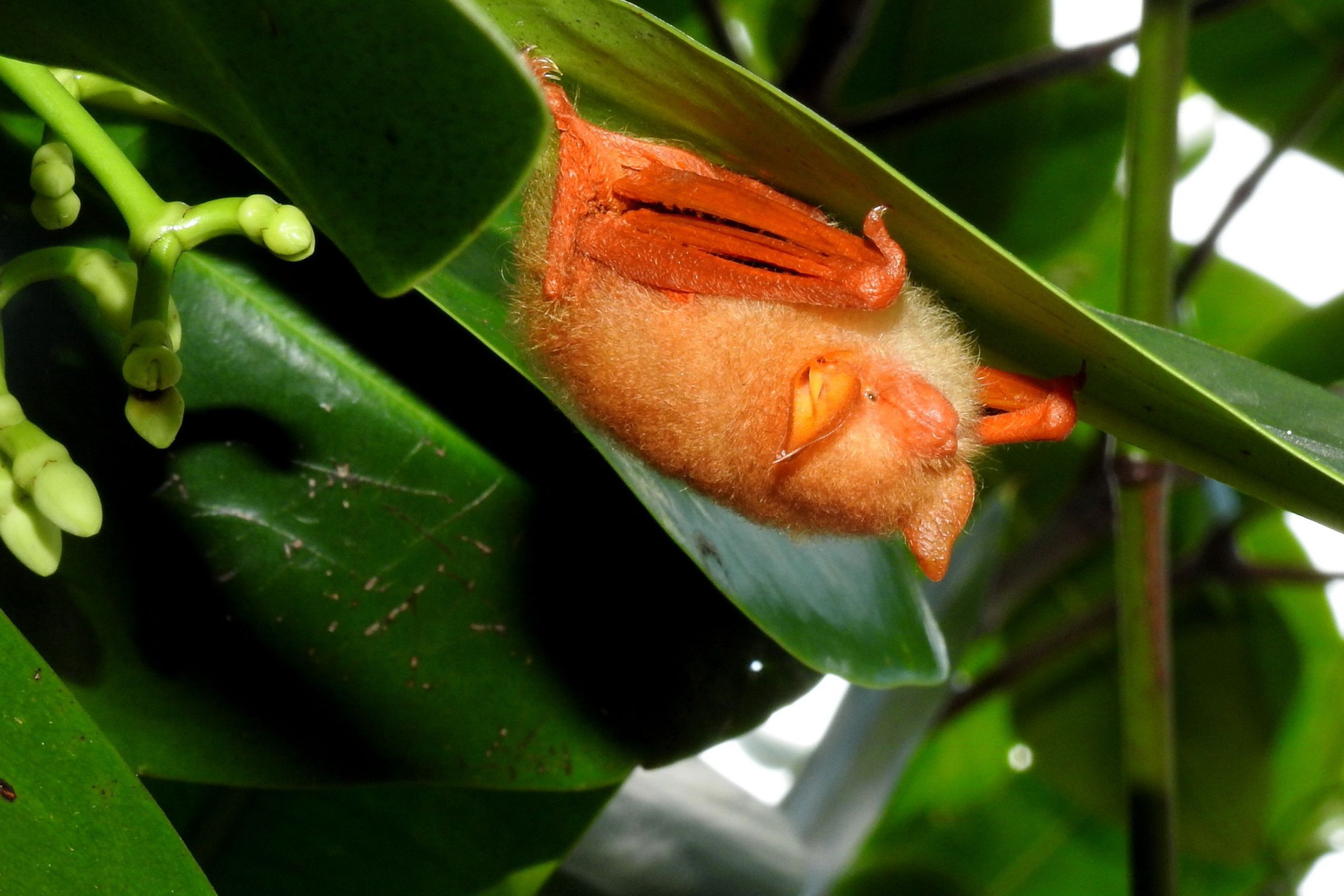 An orange bat rests on green leaves.