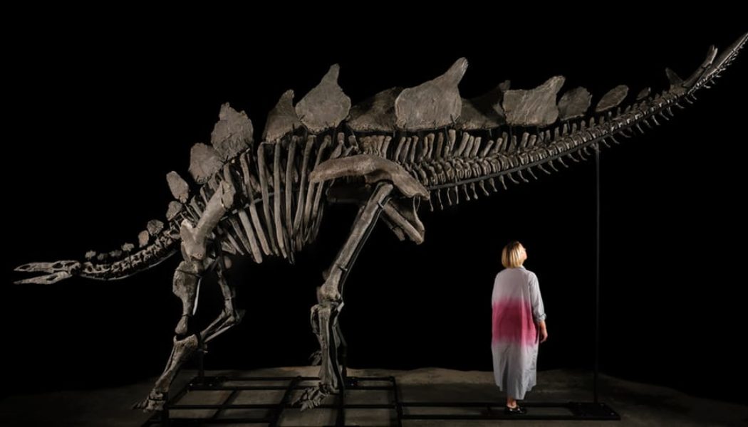 Stegosaurus Fossil Shatters Auction Record Selling for $44.6 Million USD