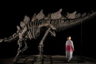 Stegosaurus Fossil Shatters Auction Record Selling for $44.6 Million USD