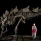 Stegosaurus Fossil Shatters Auction Record Selling for $44.6 Million USD