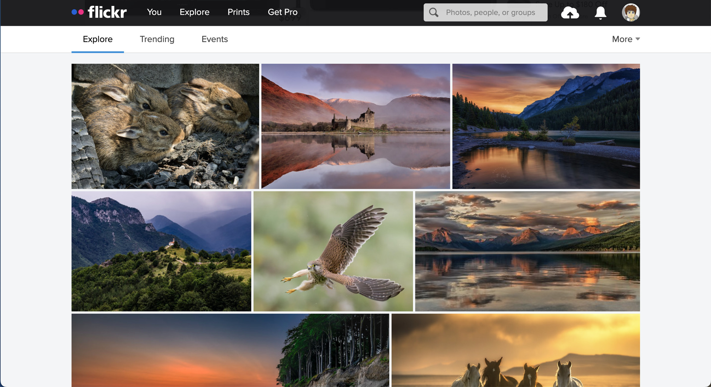 Photos of birds on a Flickr page.