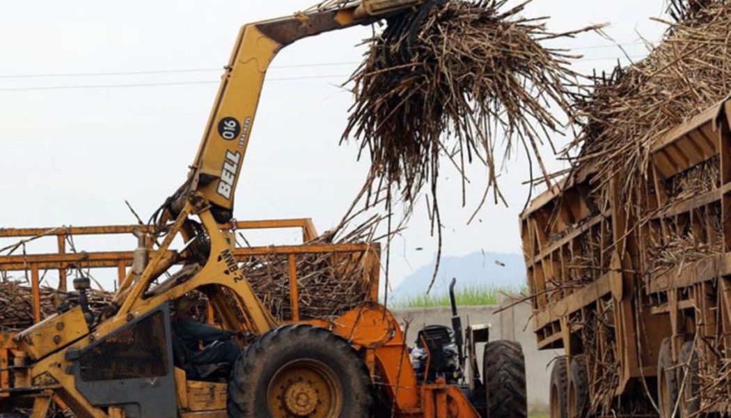 Blow for farmers as cane prices dip further on market glut