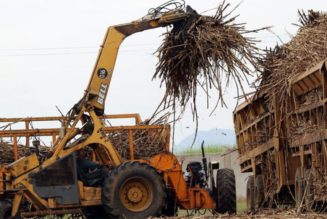 Blow for farmers as cane prices dip further on market glut