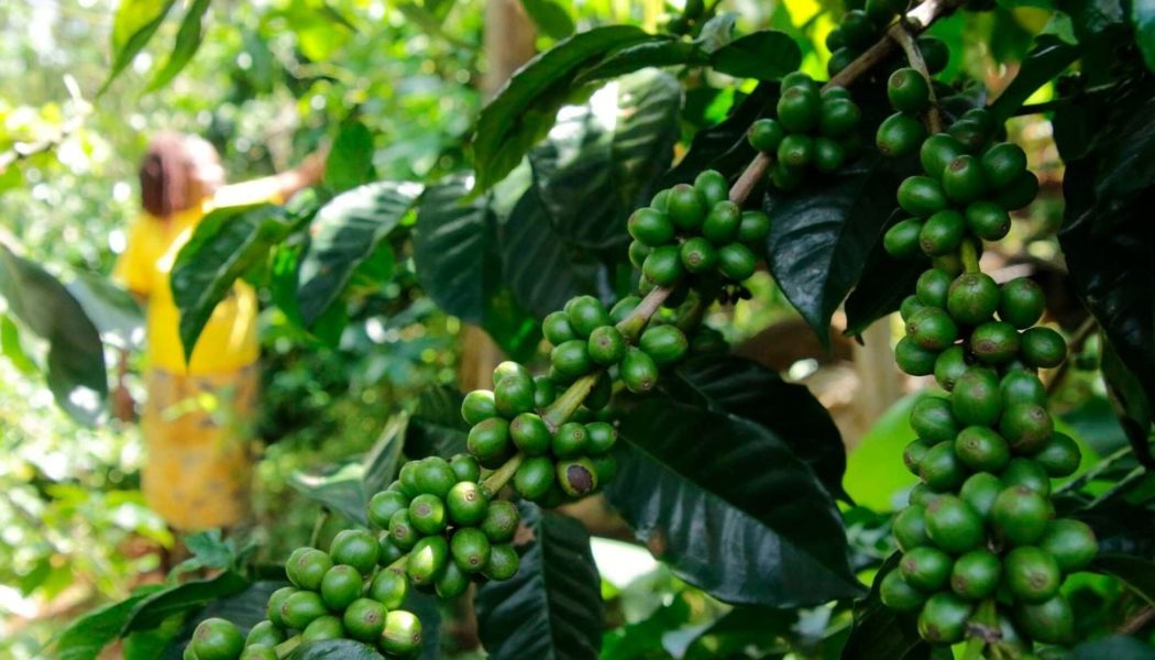 CMA clears three more firms to trade at Nairobi coffee auction 