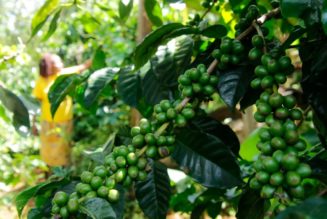 CMA clears three more firms to trade at Nairobi coffee auction 