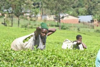 State suspends auction reserve price on stranded tea stocks