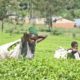 State suspends auction reserve price on stranded tea stocks