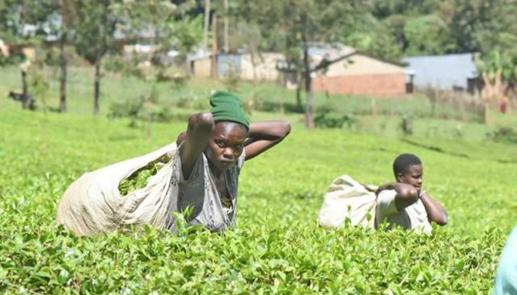 Value of Kenya tea exports to Pakistan up 11pc on demand