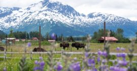 11 best day trips from Anchorage, Alaska | Atlas & Boots