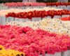 Cj Hendry Brings a 'Flower Market' to NYC's Roosevelt Island