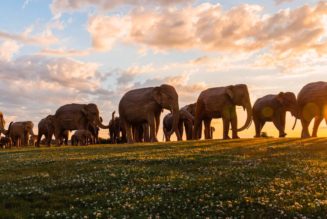 Herd of (Sculptural) Elephants Overtake the Streets of New York City