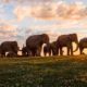 Herd of (Sculptural) Elephants Overtake the Streets of New York City