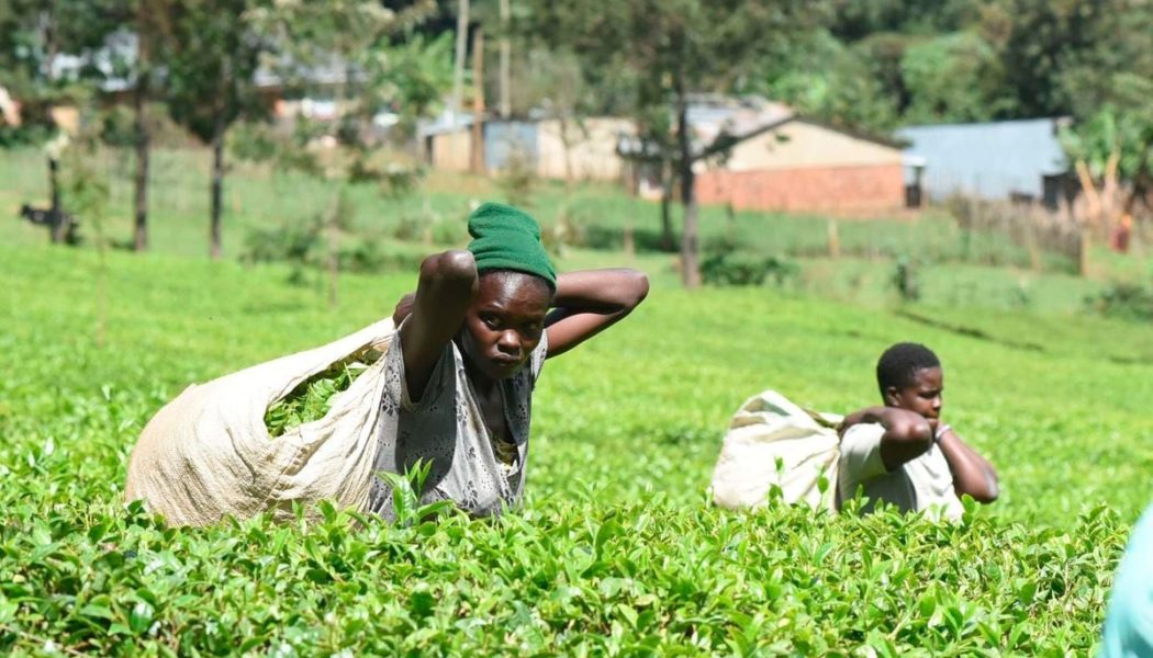 Kapchorua tea production up 44pc on expansion of factory