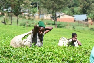 Kapchorua tea production up 44pc on expansion of factory