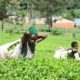 Kapchorua tea production up 44pc on expansion of factory