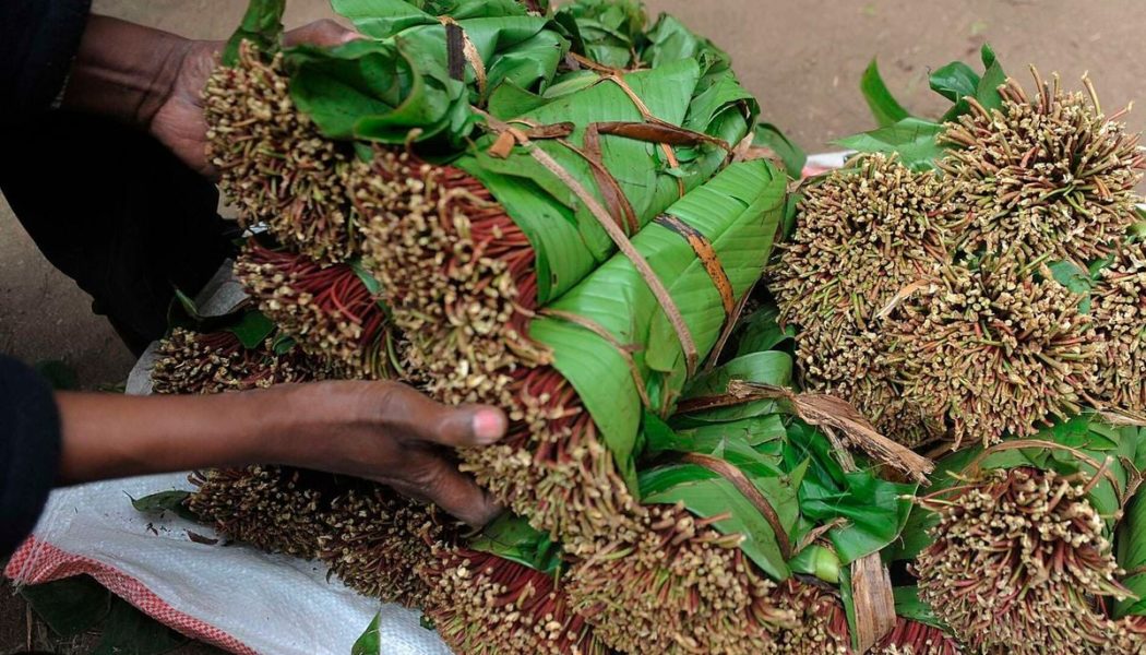 Kenya miraa exports double on reopened Somalia market