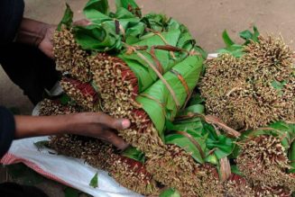 Kenya miraa exports double on reopened Somalia market