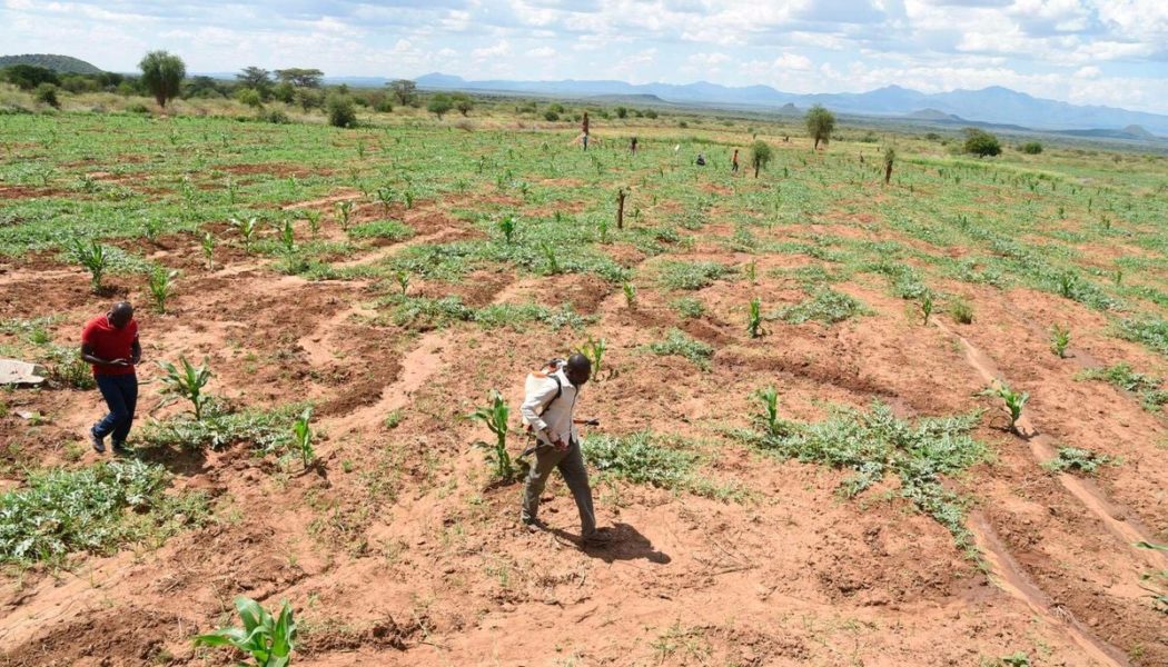 NGO wants Sh100m locked for constituency irrigation projects