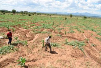 NGO wants Sh100m locked for constituency irrigation projects