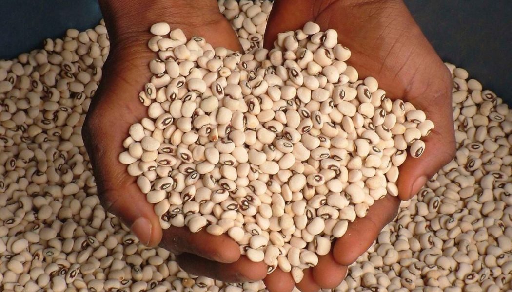 Relief for Kenya cowpeas exporters as UK halves test sample size