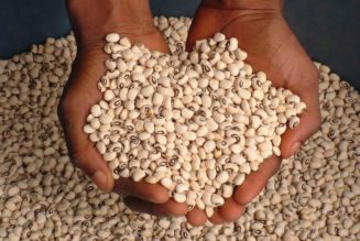 Relief for Kenya cowpeas exporters as UK halves test sample size