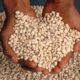 Relief for Kenya cowpeas exporters as UK halves test sample size